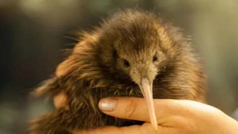 Kiwi kids build website to save nation's mascot