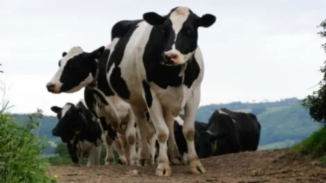 NZ dollar falls after dairy prices drop; Fed, GDP loom