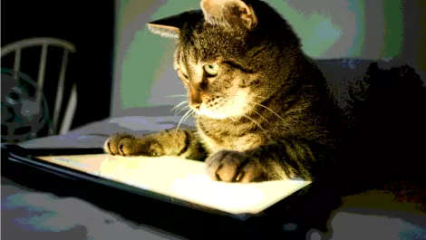 You know you need these cat apps